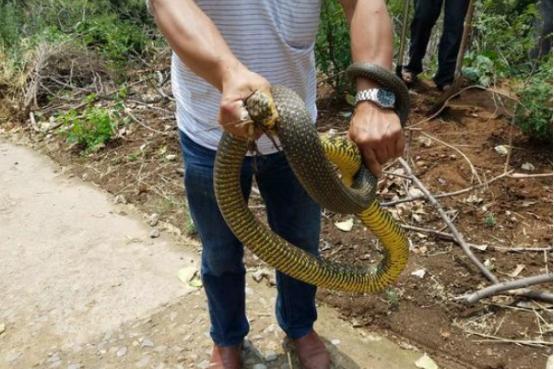 中原明珠河南，千年古都播音稿述说